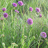Pseudopegolettia tenella